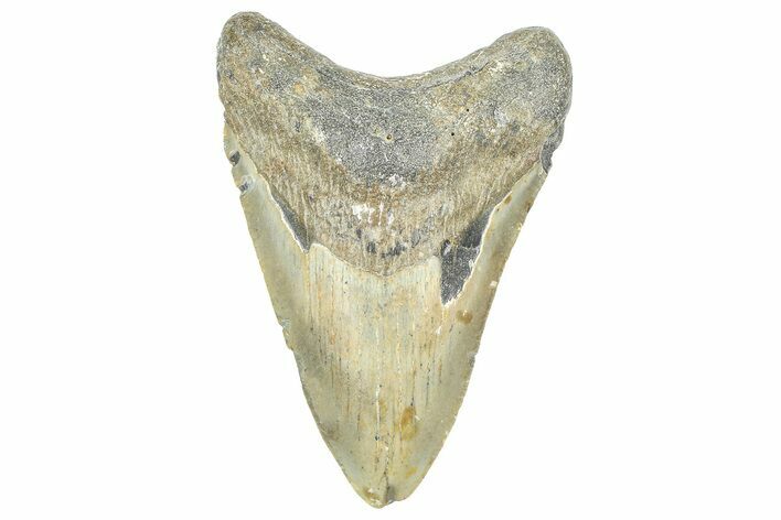 Fossil Megalodon Tooth - North Carolina #363714